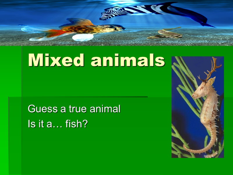 Mixed animals Guess a true animal Is it a… fish?
